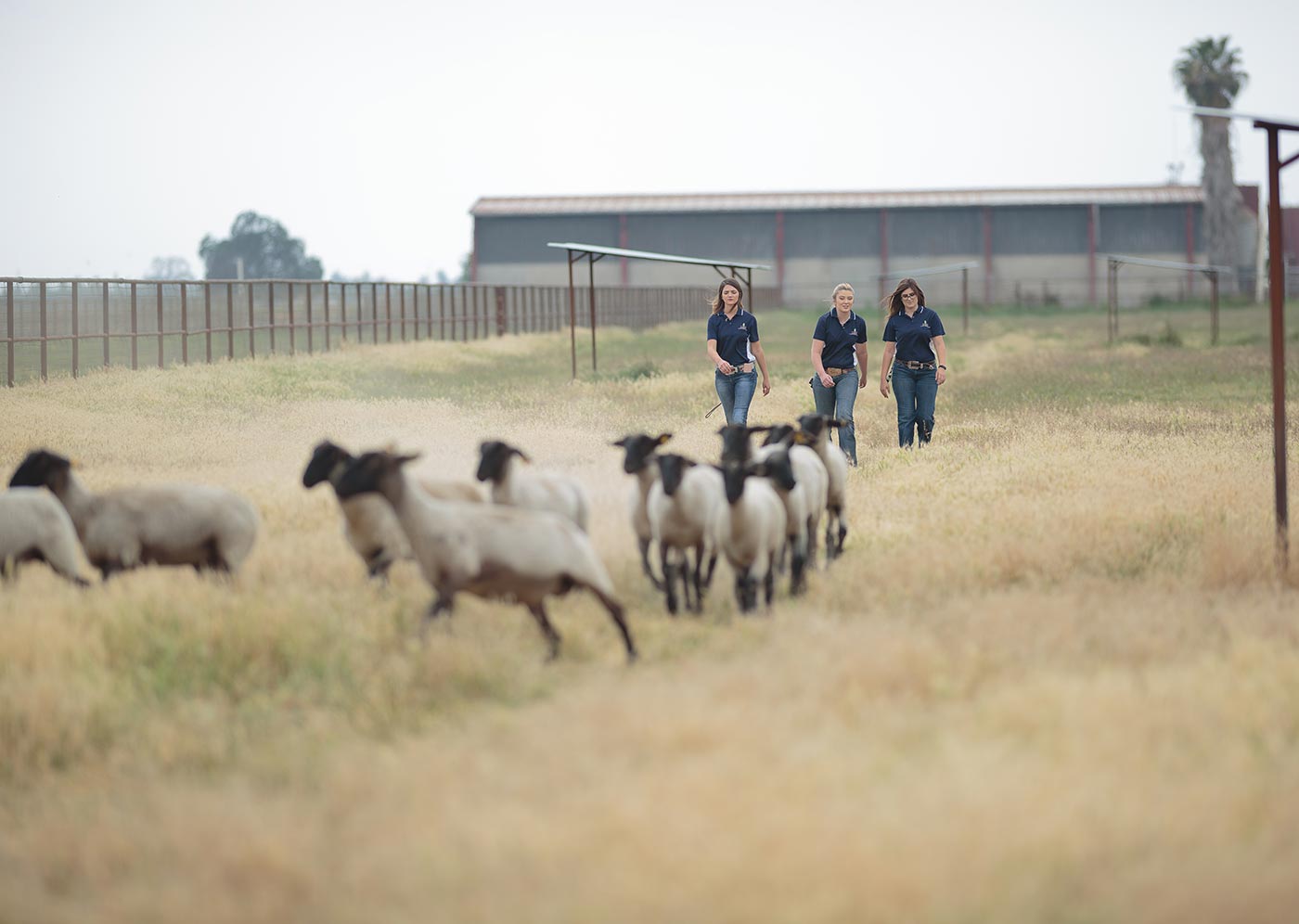 students with sheep