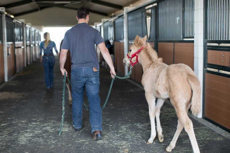 Student with horse