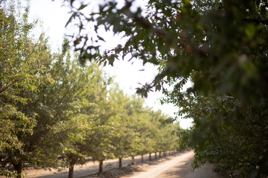 College of the Sequoias Pest Control Advisor